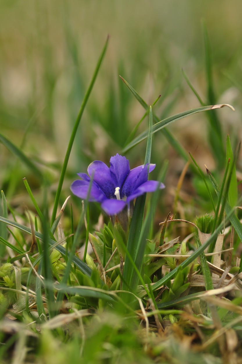 Gentiana pyrenaica